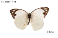 藏品(雲紋尖粉蝶)的圖片